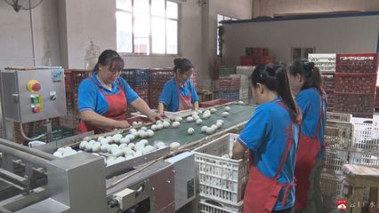 湖北楚丹禽业:收健康蛋 做放心蛋 销品牌蛋